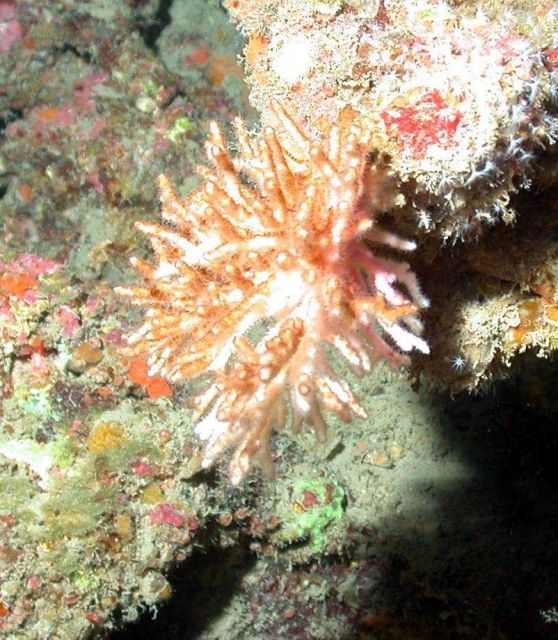 A branching coral. Picture