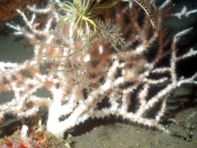 A white branching hard coral with polyps extended. Picture