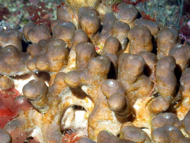 A lumpy appearing brown sponge. Picture