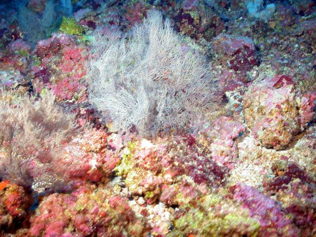 A black coral bush. Picture