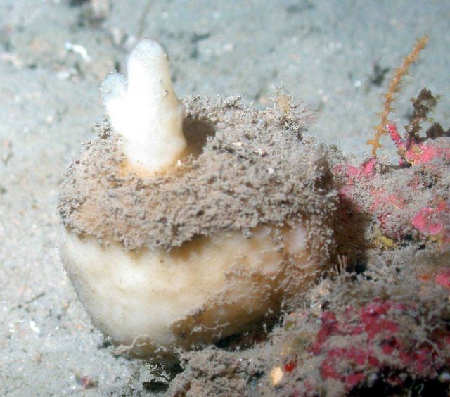 A calcareous sponge. Picture