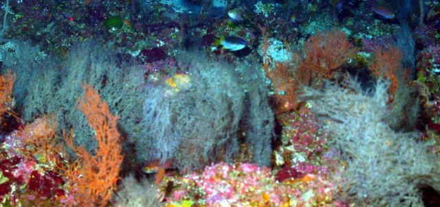 Coral habitat. Picture