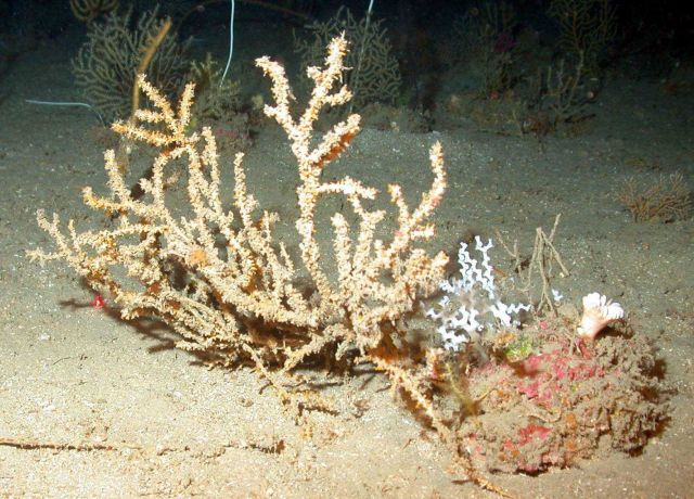 Many types of coral are present in this view. Picture