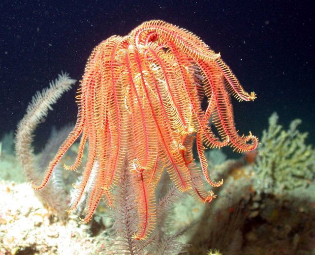 A stalked crinoid. Picture