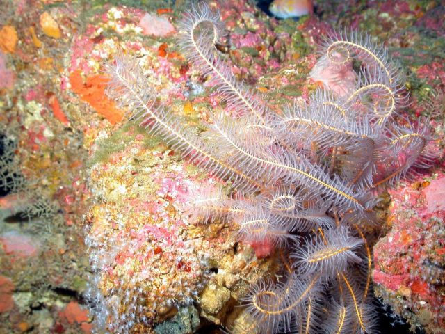 Crinoid. Picture