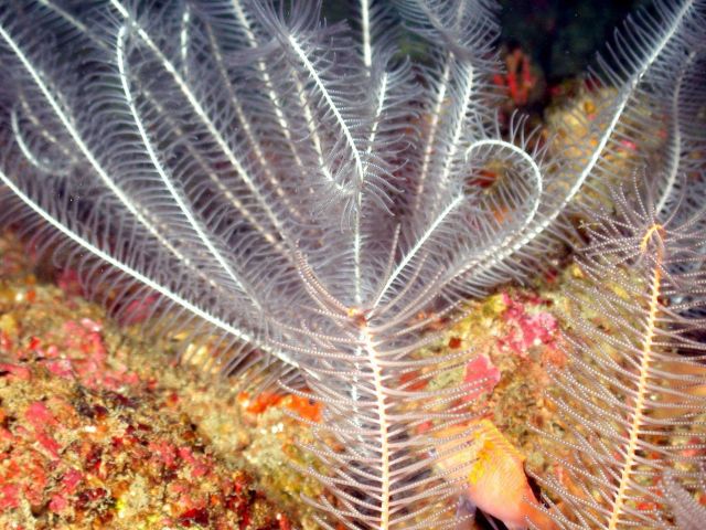 Crinoid. Picture