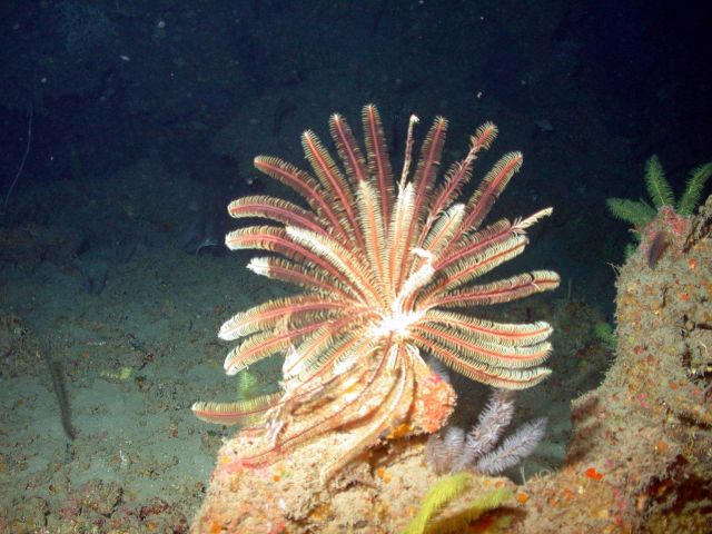 Crinoid. Picture