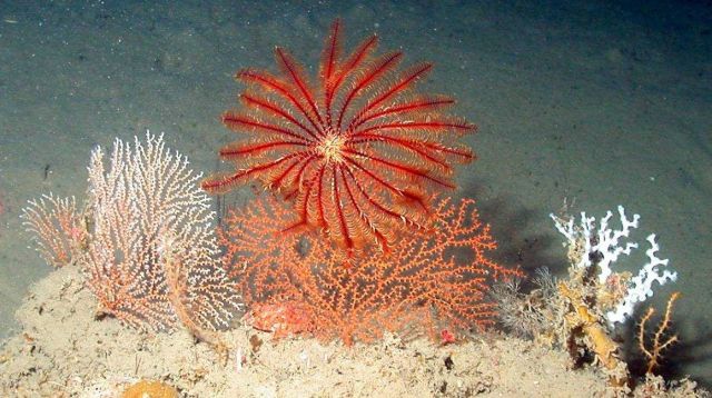 A red crinoid. Picture
