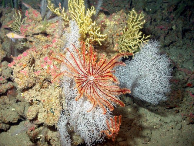 A red crinoid and a white gorgonian. Picture