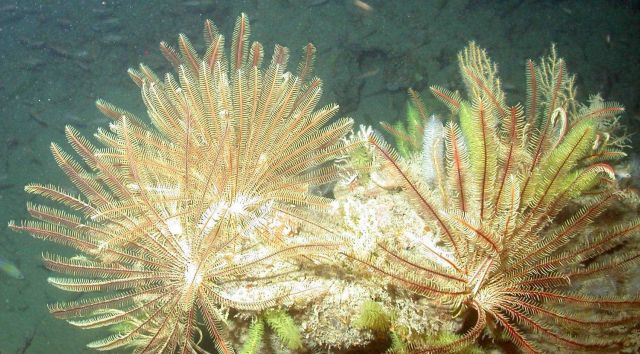 Crinoids and bottlebrush coral. Picture