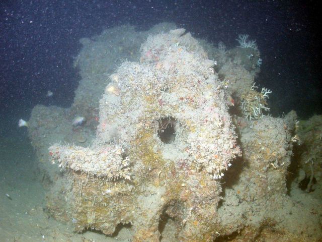 Remnants of a drowned reef below the photic zone on West Bank. Picture