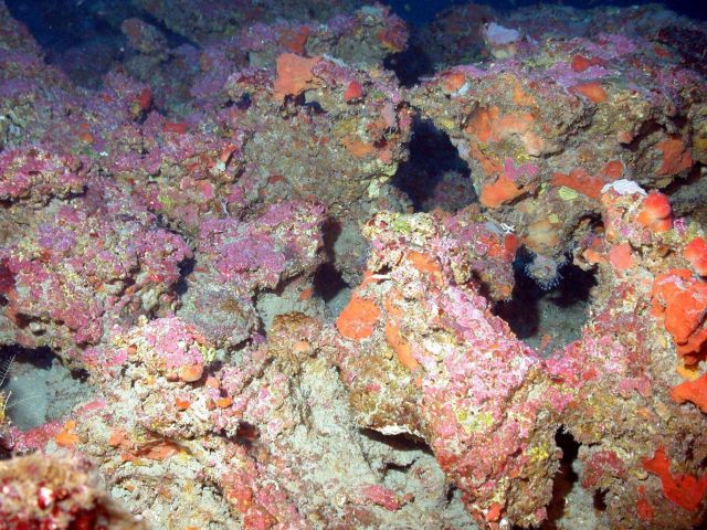 A portion of the fossil reef killed by rising sea level. Picture