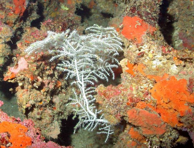 A white gorgonian on the fossil reef. Picture