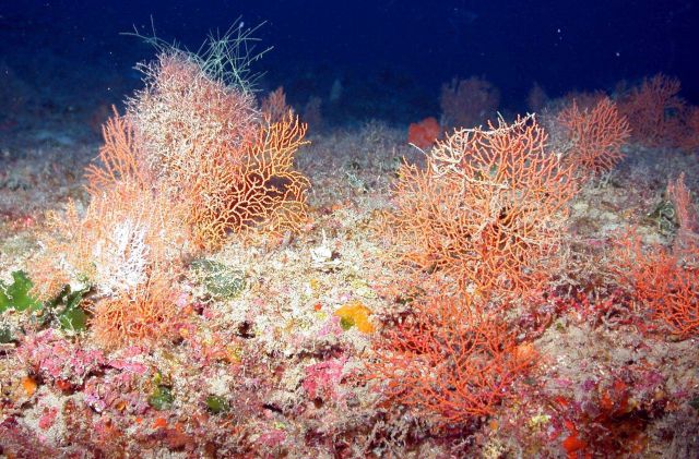 Red gorgonians. Picture