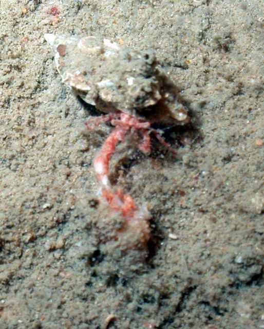 A hermit crab living in the shell of a bivalve pen shell. Picture