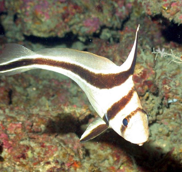 A jackknife fish. Picture