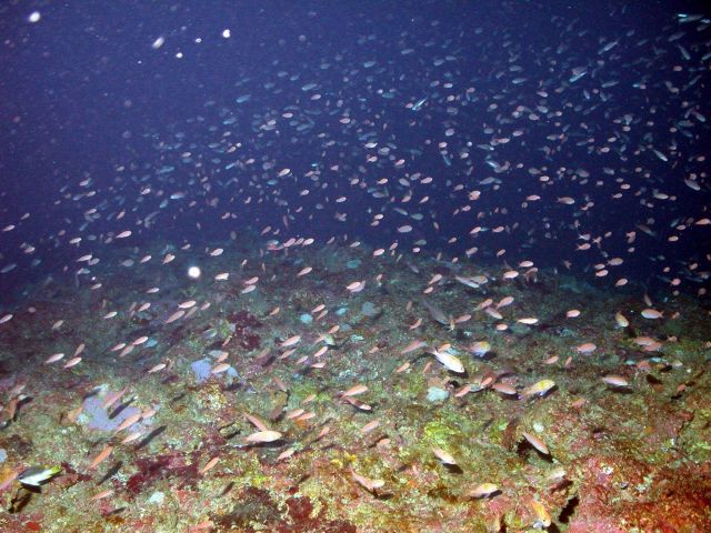 A living cloud of fish. Picture
