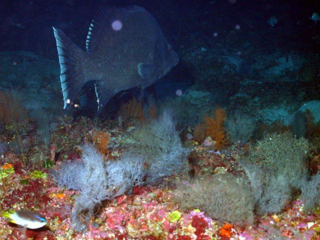 A marble grouper. Picture