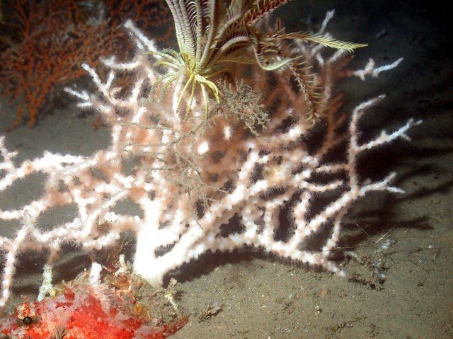 White zigzag coral and crinoids Picture