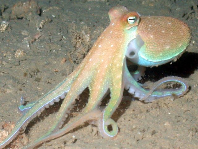 An octopus Picture