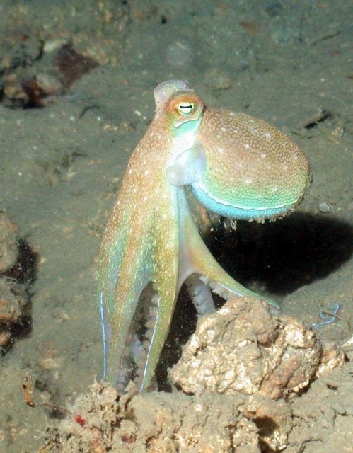 An octopus Picture