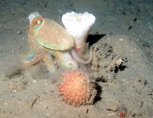 An octopus Picture