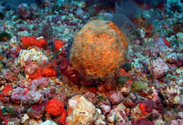 A bowling ball or a round sponge? Picture