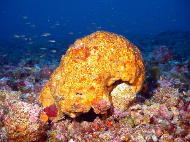 An unappealing appearing yellow sponge Picture