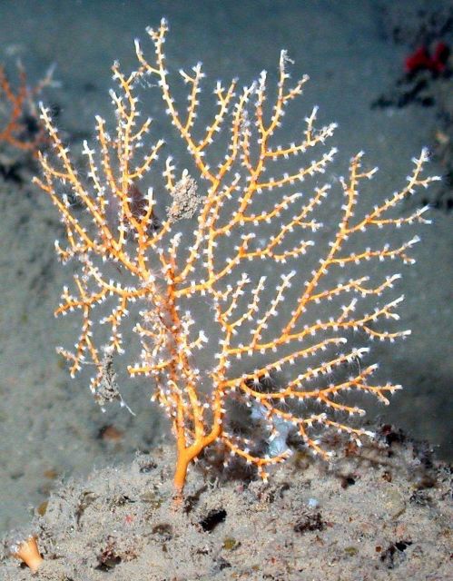 Gorgonian coral feeding Picture