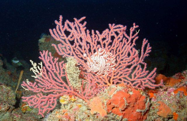 Gorgonian coral with basket star entwined in branches Picture