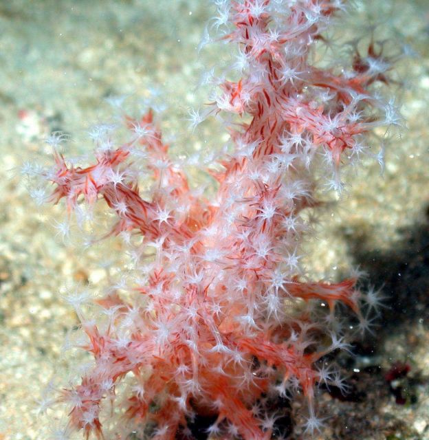 Soft corals Picture