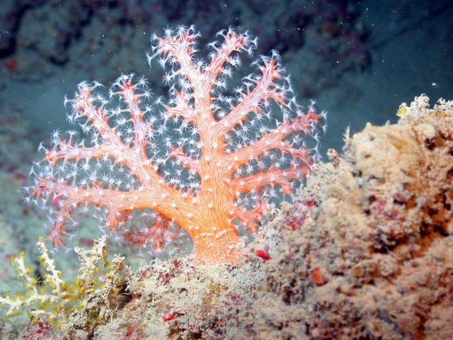A beautiful orange soft coral with white polyps feeding. Picture