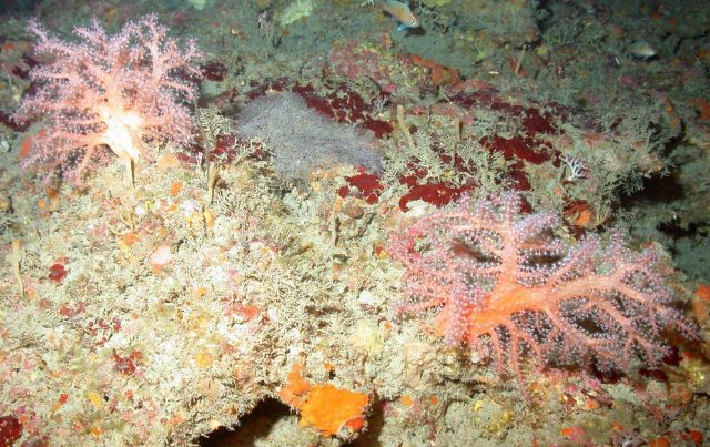 Soft corals Picture