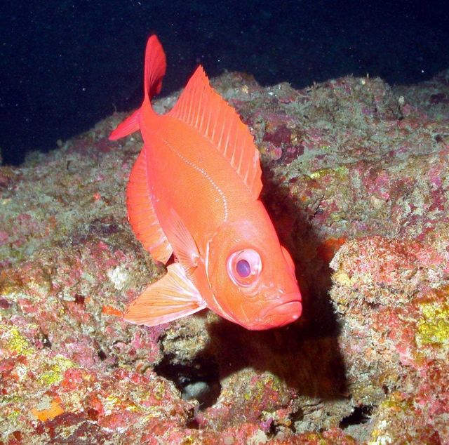 Bigeye Picture