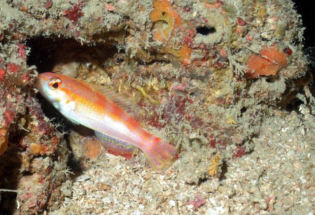 Small fish taking refuge in cavity on Flower Garden Banks Picture