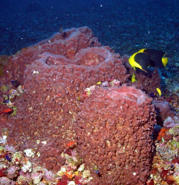 Large red sponges with rock beauties Picture