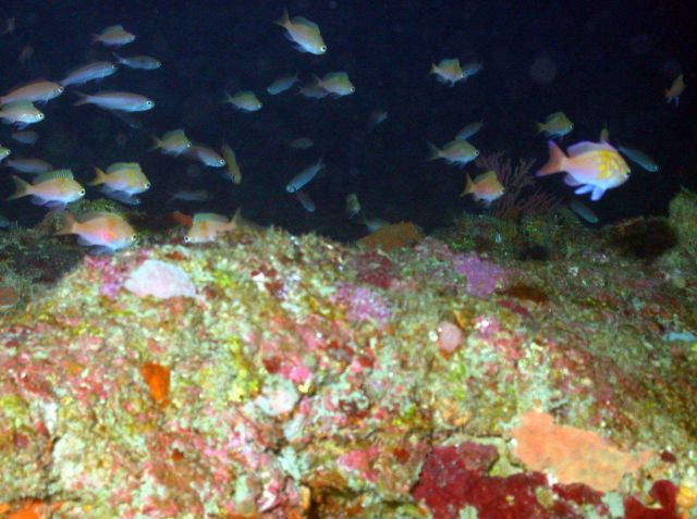 A school of fish Picture