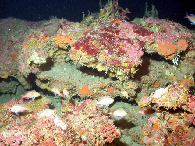 Overhanging rocks providing cover for school of fish Picture