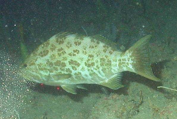 Grouper fish Picture