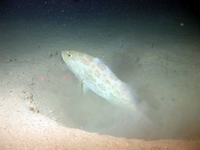 Grouper fish in what appears to be a brine seep depression Picture