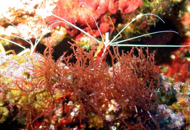 Yellowline arrow crabs? Shrimp? Picture