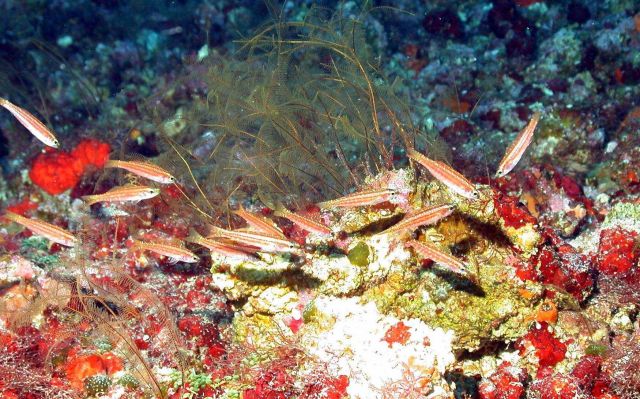 Small school of fish Picture