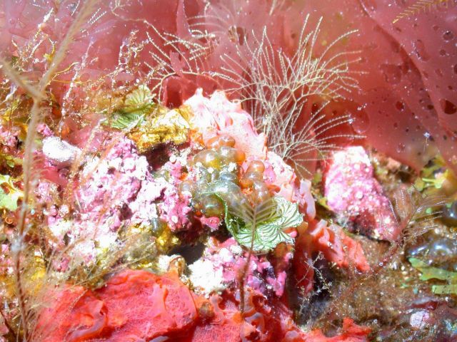 A beautiful boquet of marine plants - green and red leafy algae as well as grape algae. Picture