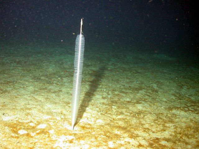 Sea pen on the continental slope below Flower Garden Banks Picture