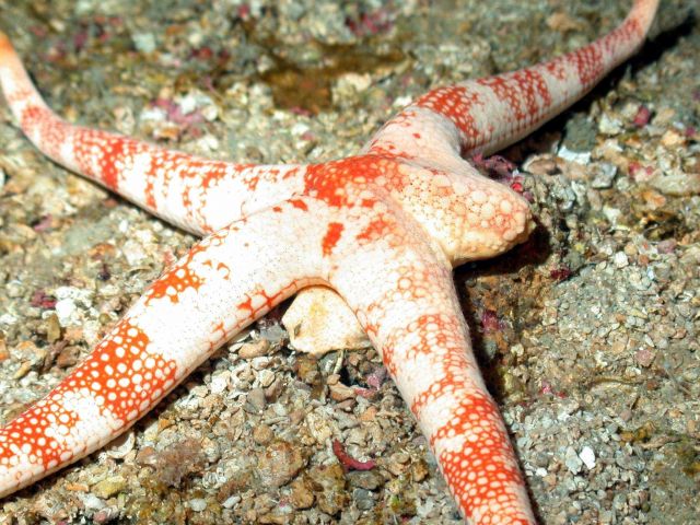 An orange and white starfish that is regenerating its fifth leg Picture
