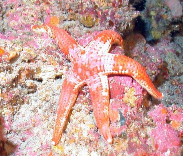 An orange and white starfish Picture