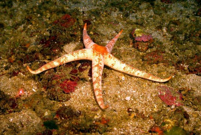 An orange and white starfish Picture