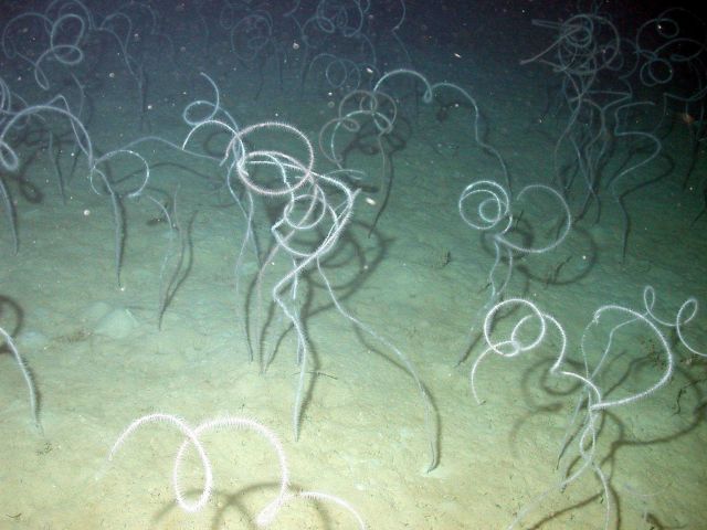 Sea whip black coral Stichopathes sp. Picture