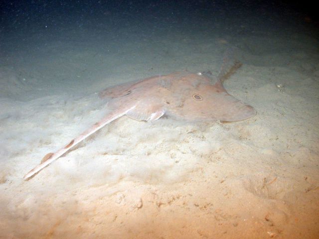Ray on bottom Picture