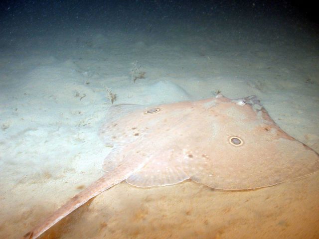 Ray on bottom Picture